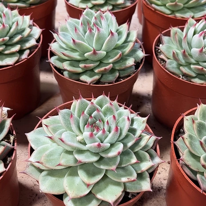 雪***飘3盆超大托斯卡内利多肉植物给雪花