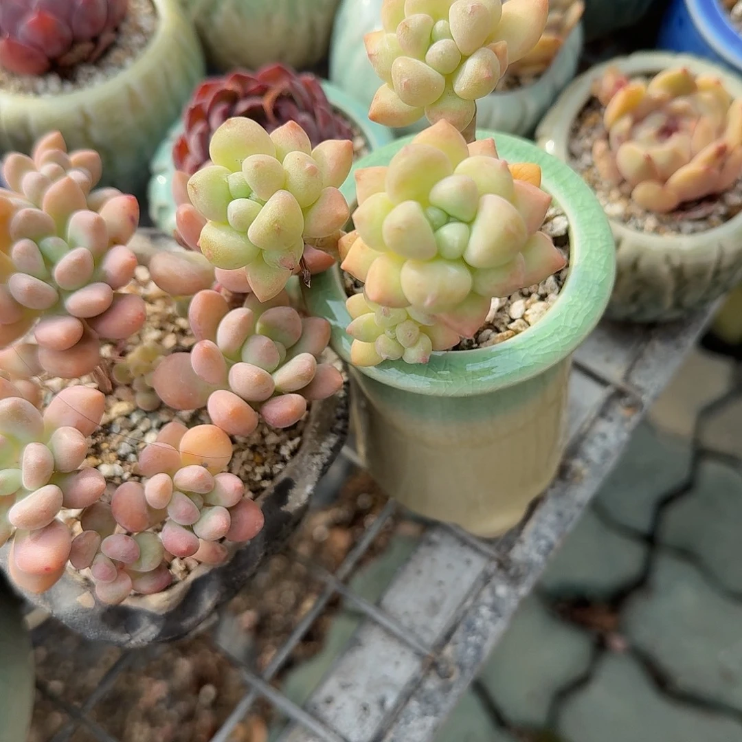 汤圆缀化多肉植物