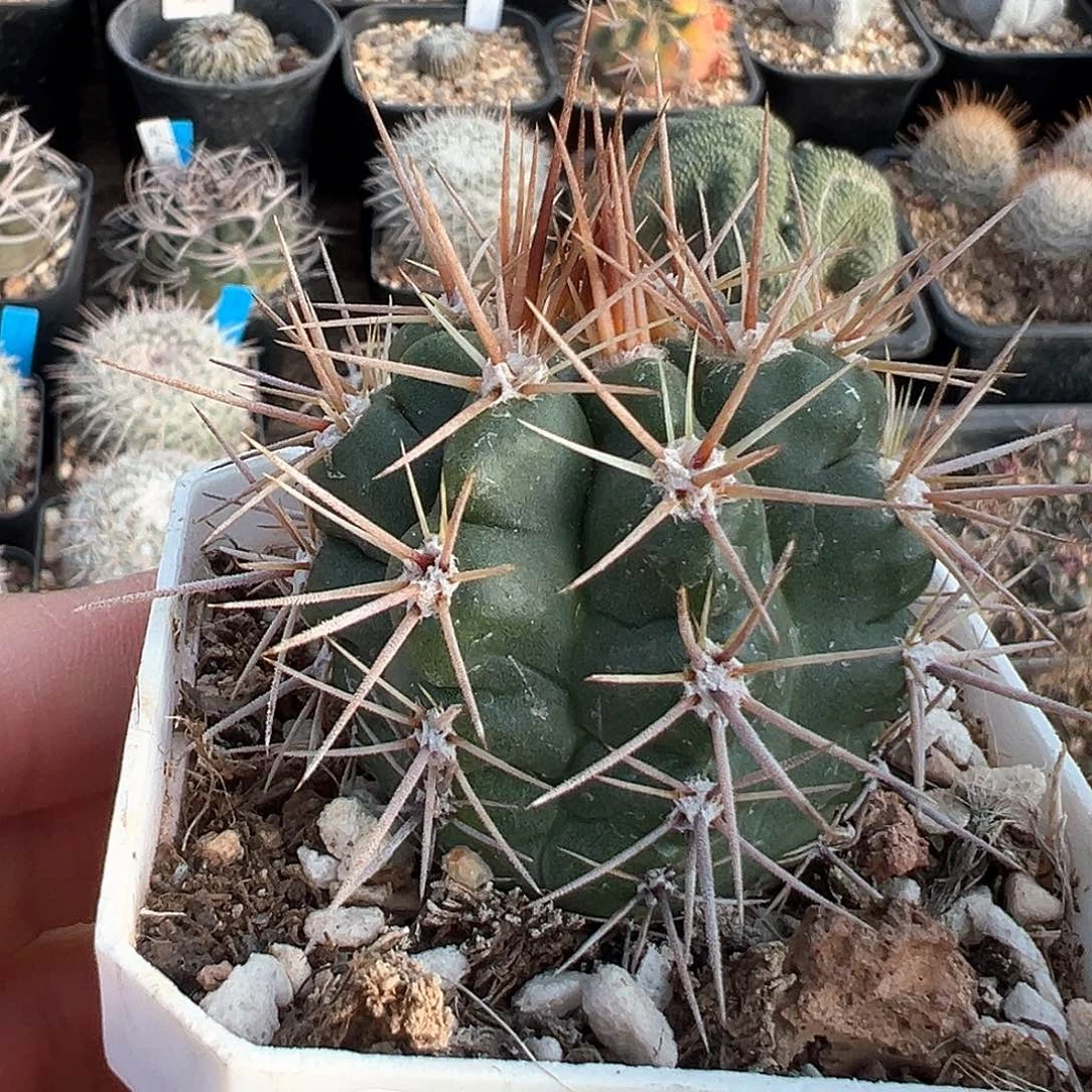 恐龙丸，子播实生，不含刺直径4.6厘米