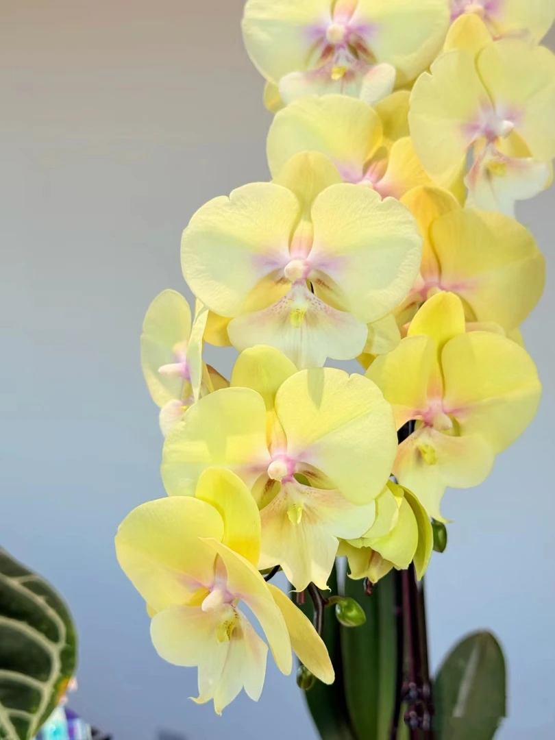 大吉大利胡蝶兰花苗不带花剑2.8寸杯