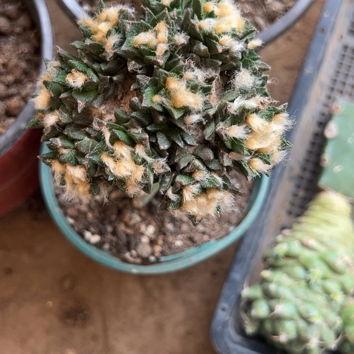 辛顿牡丹仙人球群生9.2cm