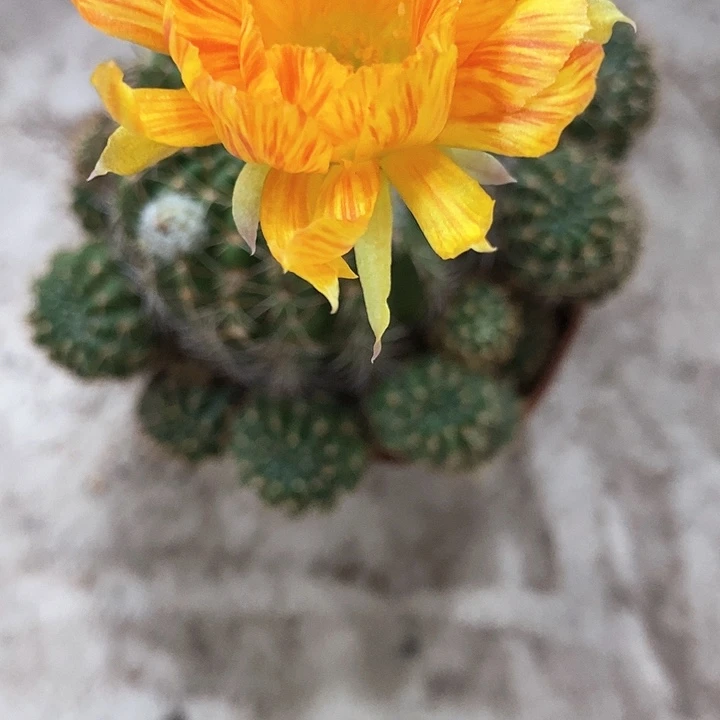 黄爪子丽花3578990