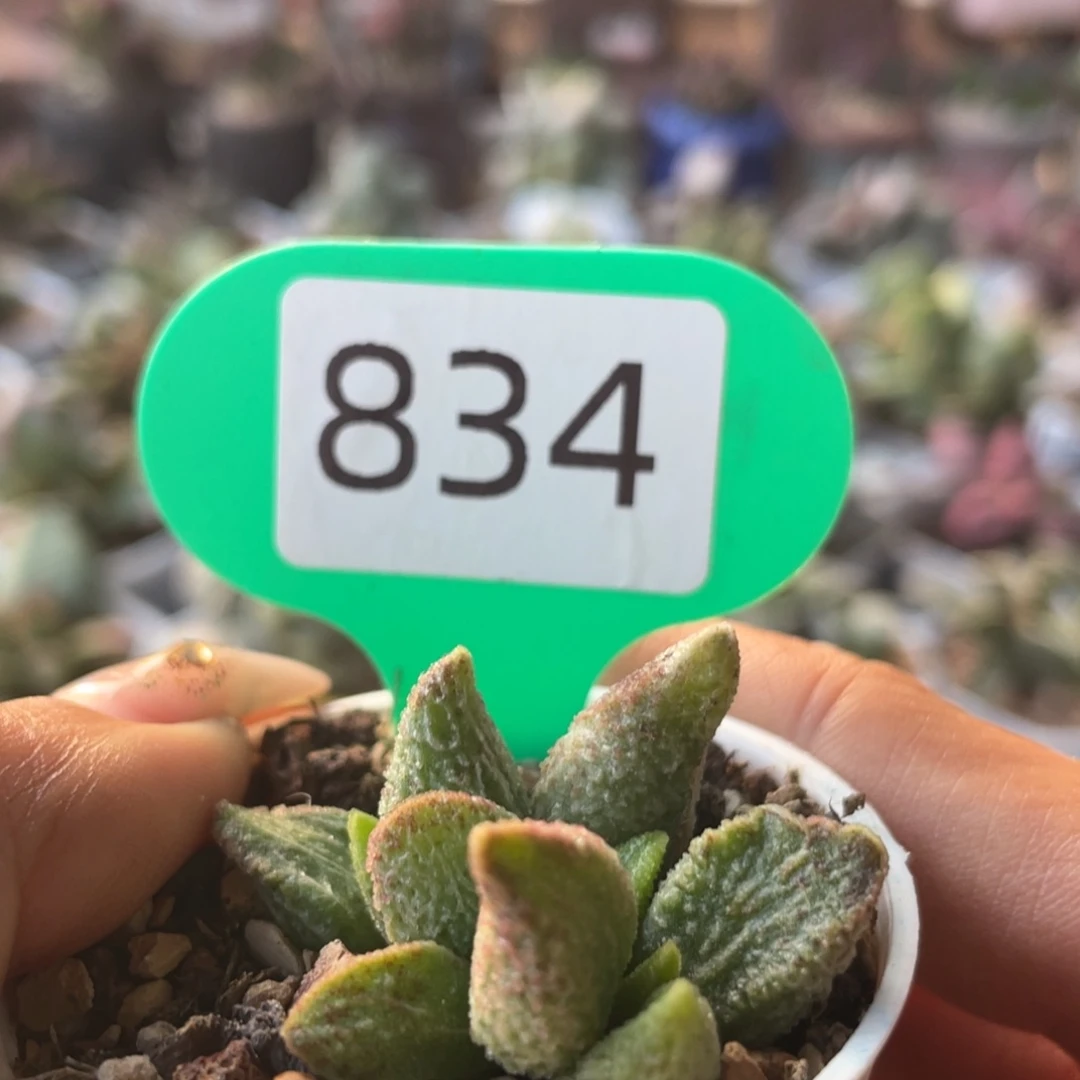 七彩仙女。 834。