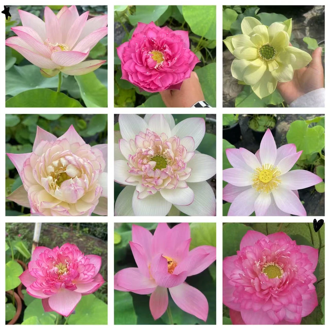 中大型高杆大花大叶子造景高品质观赏荷花池栽盆栽精品荷花