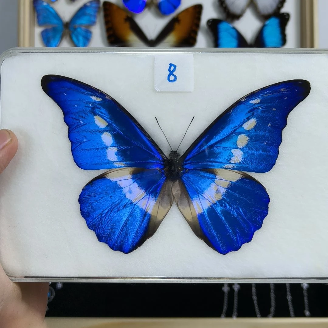 真蝴蝶标本一物一拍