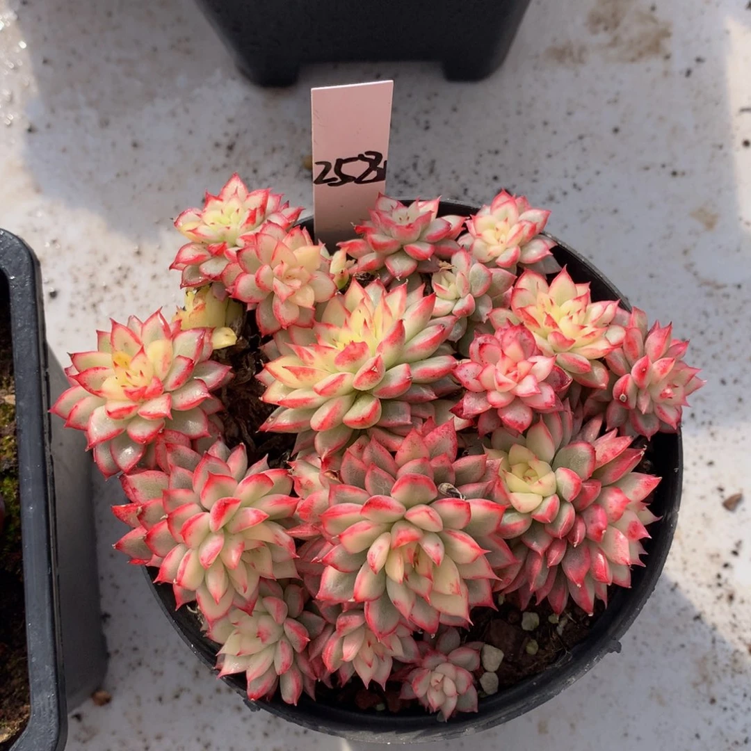 女雏锦62626262626262