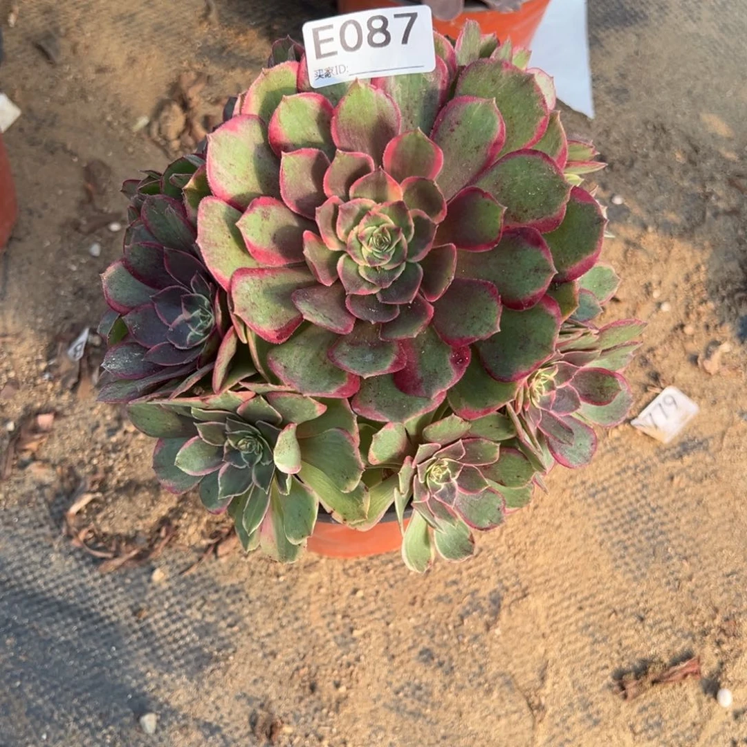 087粉花妖多肉植物法师