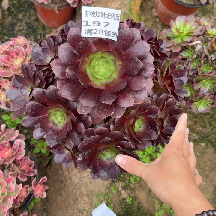 197二号棚红魔多肉D