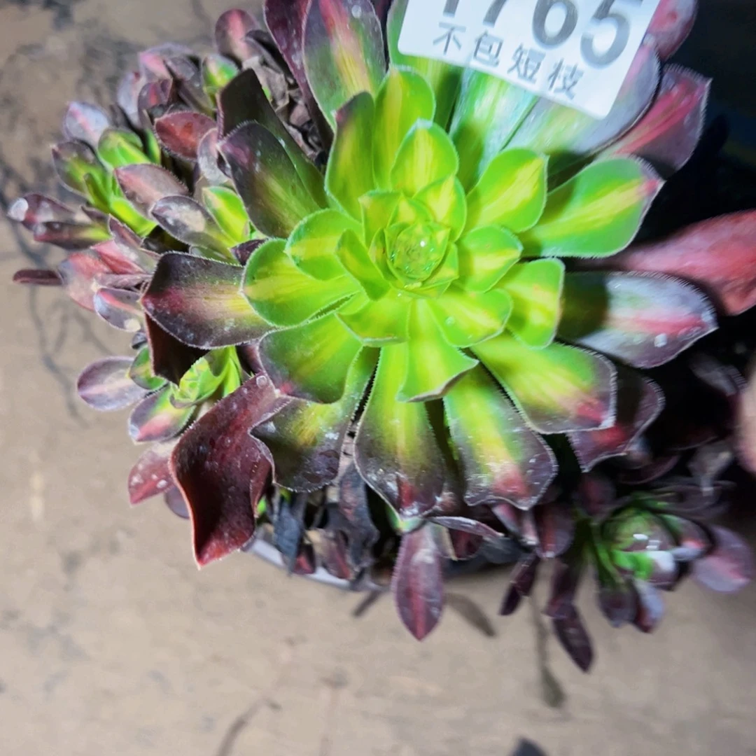 1765爱马仕中斑多肉植物法师