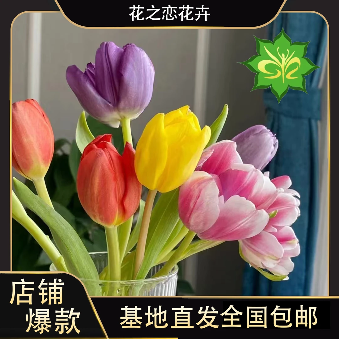 拼色郁金香   居家办公优选《东北基地发货》