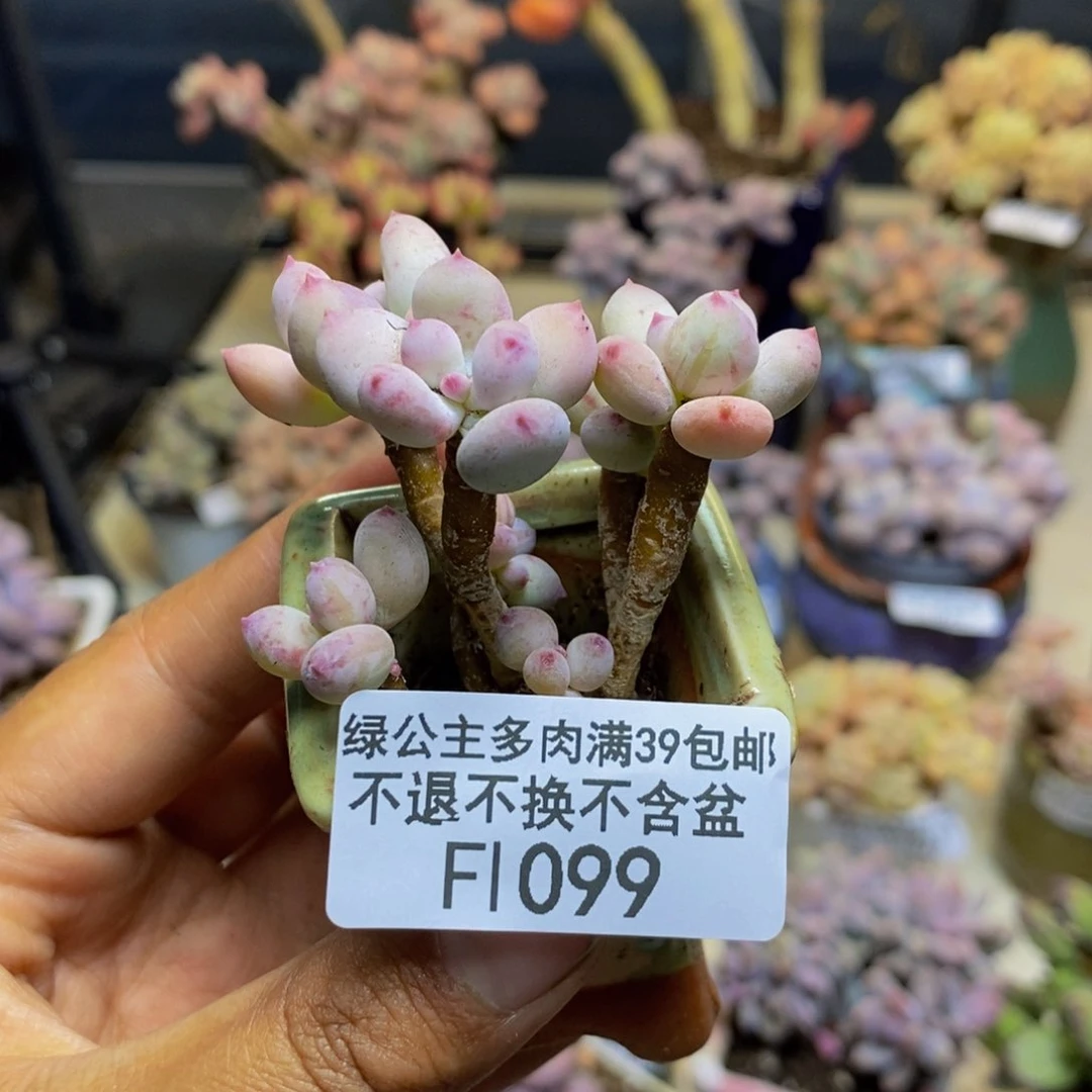 099苹果奶四代多肉3c m