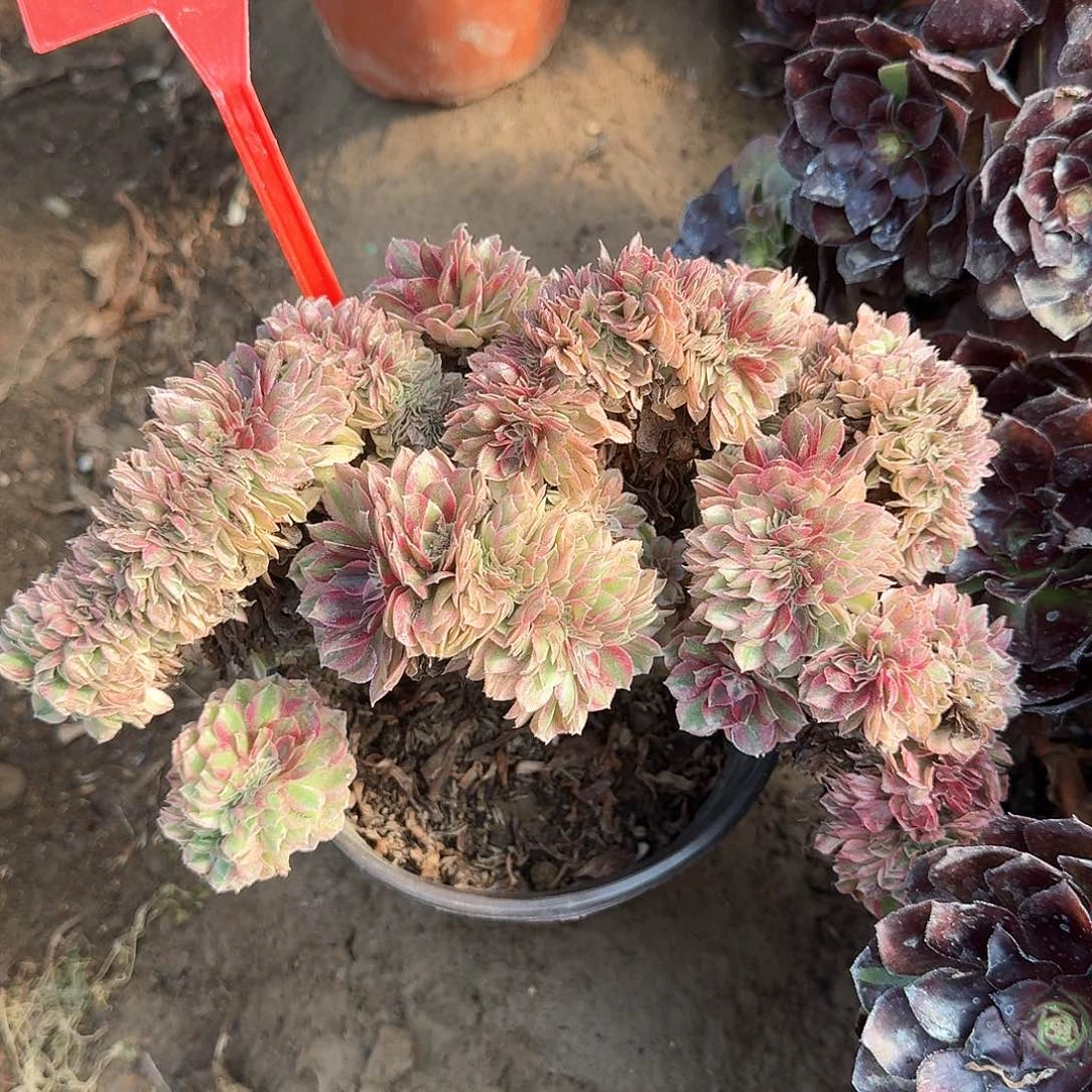 4187荔枝缀化多肉