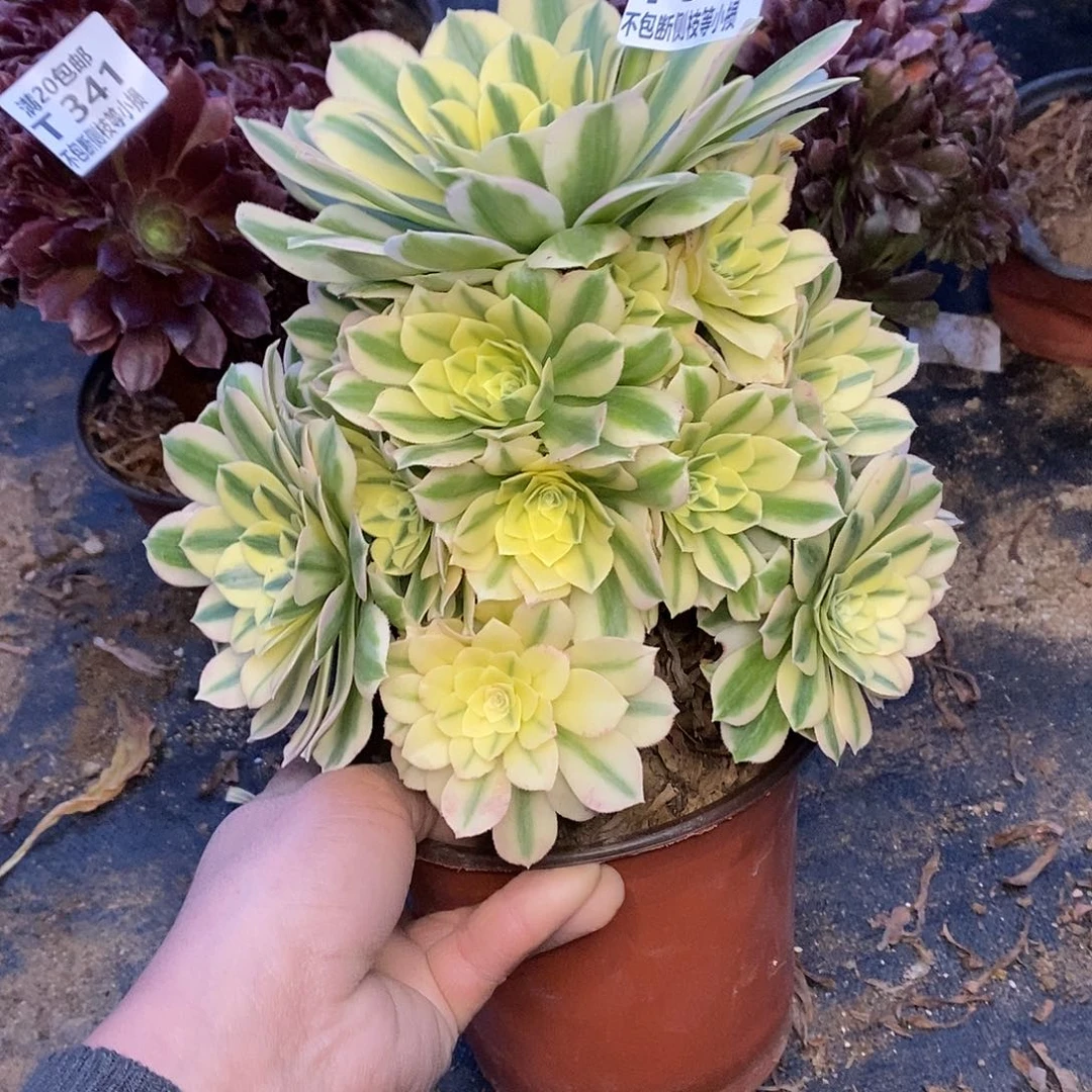 368迈巴赫多肉法师锦多肉