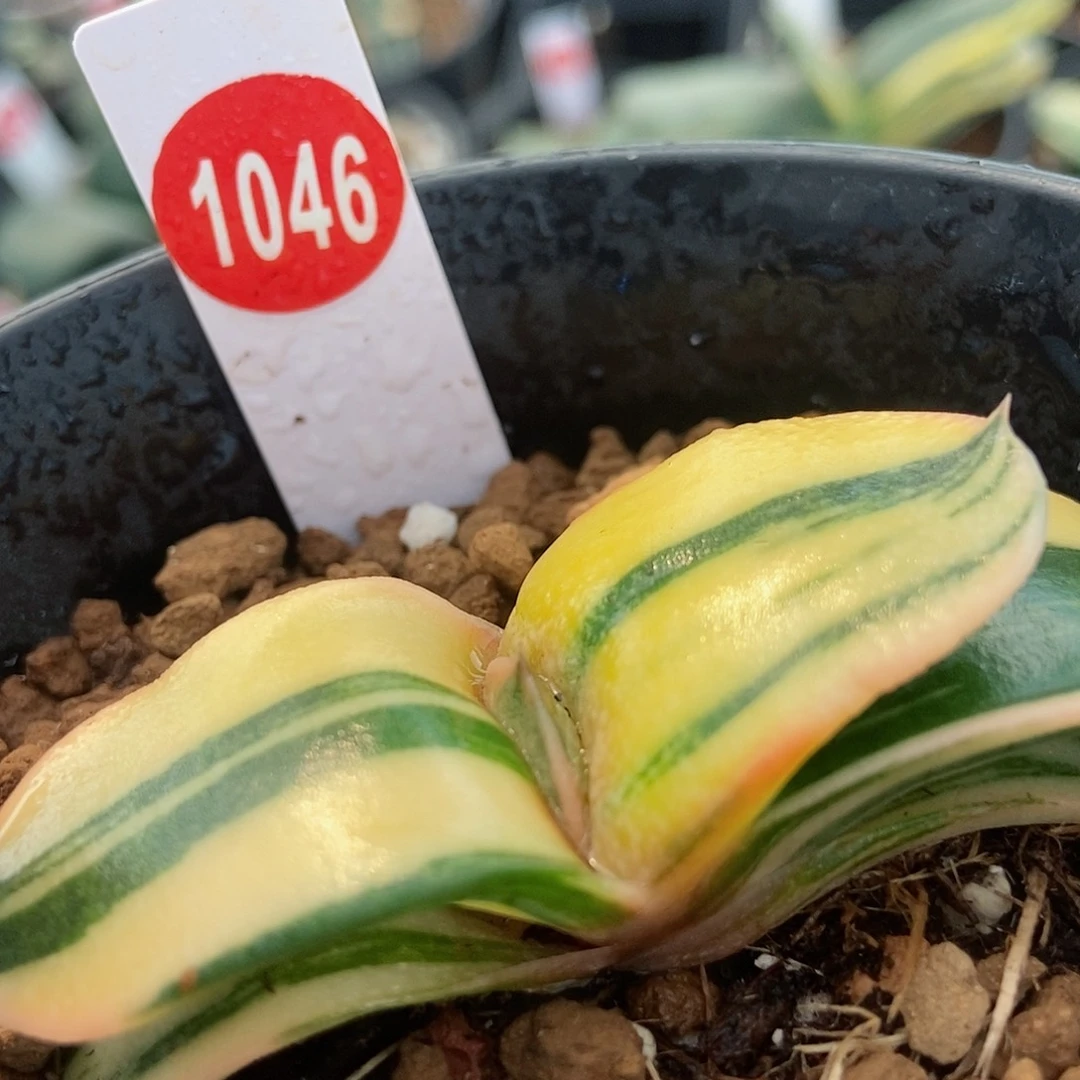 903卧牛实生锦带盆发货