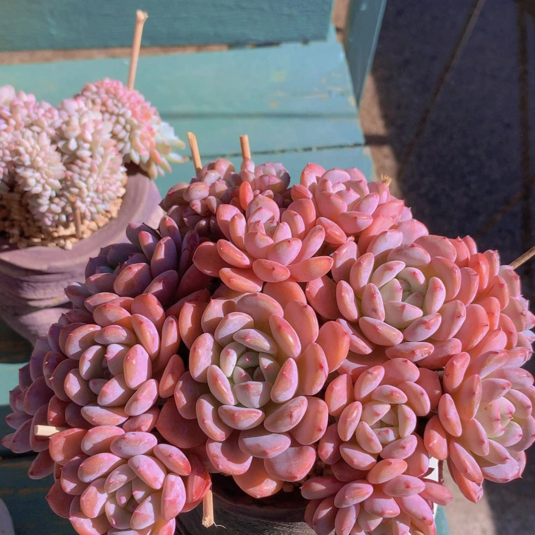 香雪海自然群无砍老桩