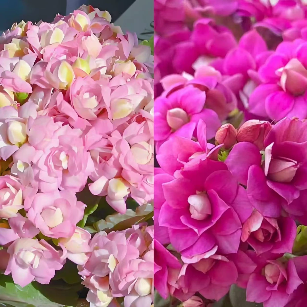 海天霞+紫鸢2盆组合长寿花直径8cm盆