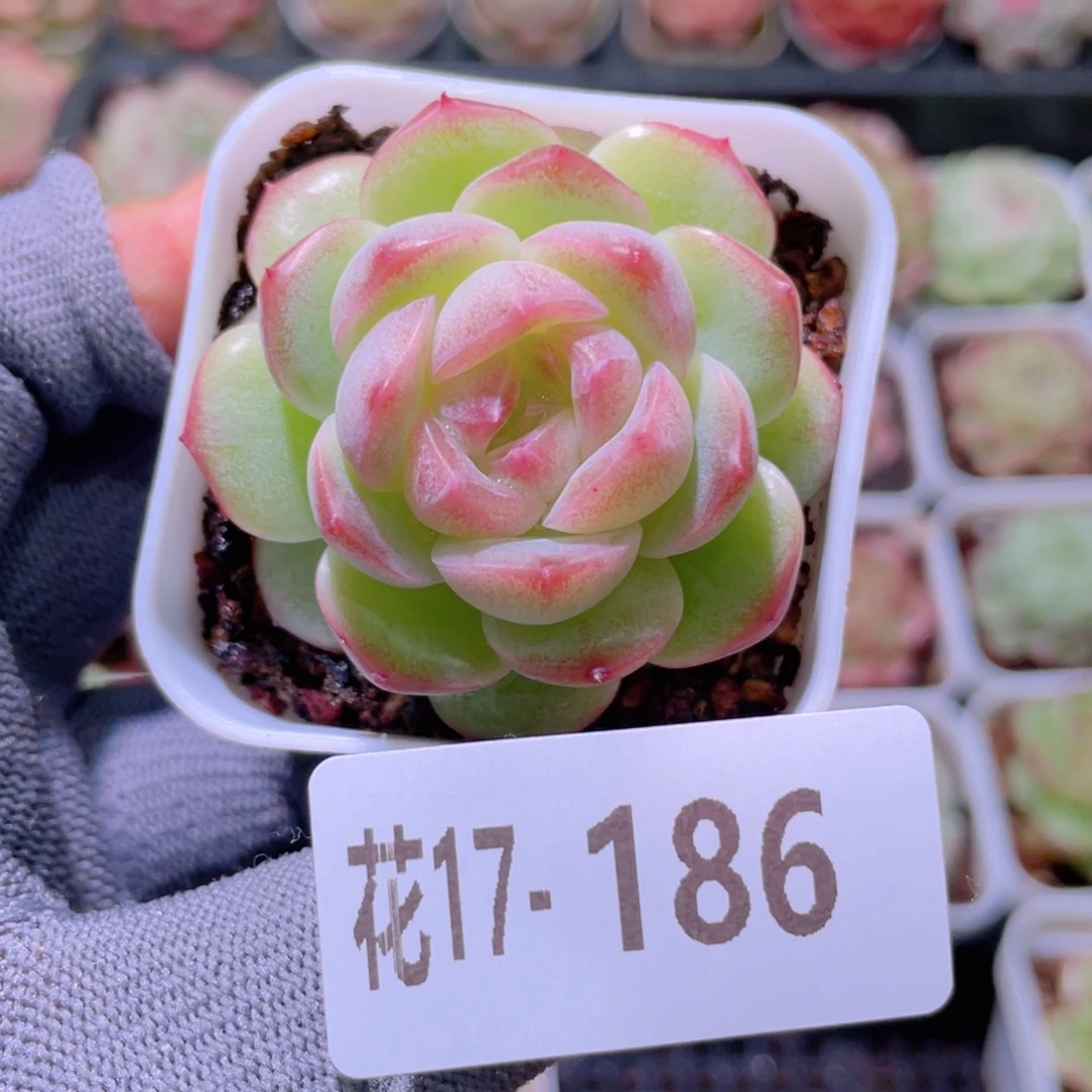 花利美17-186福利珍妮