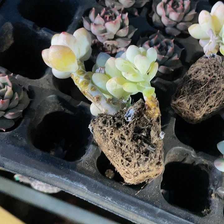 小老桩罗琦1元带土发