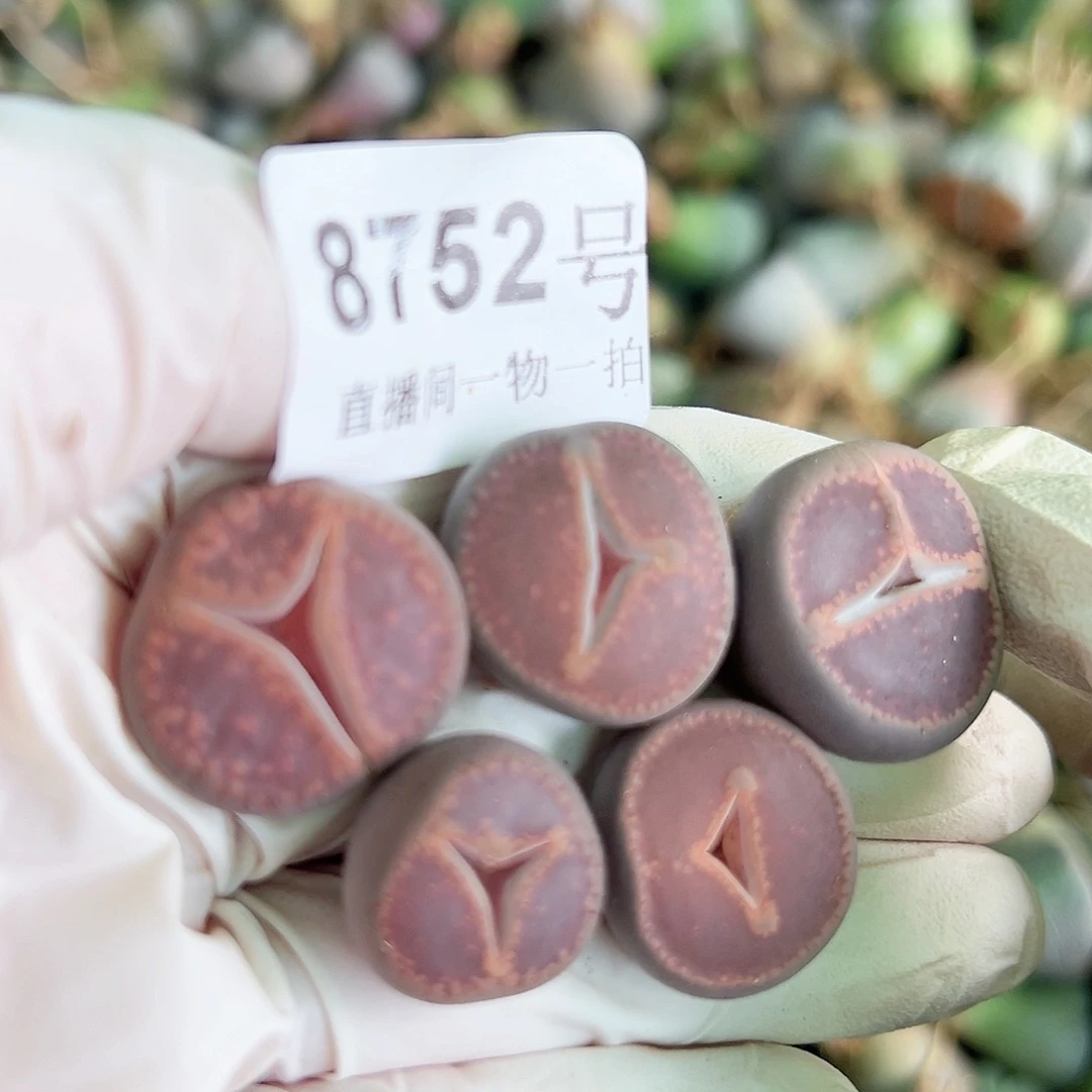 8752 好养易活生石花大母本5个