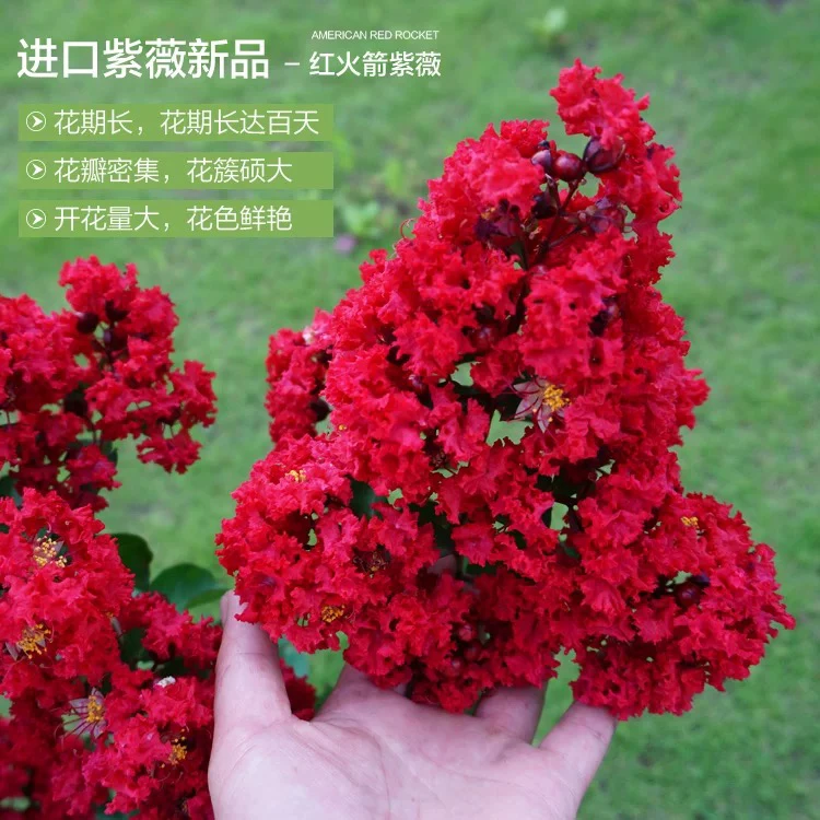紫薇花紫薇树百日红花期长耐寒耐晒