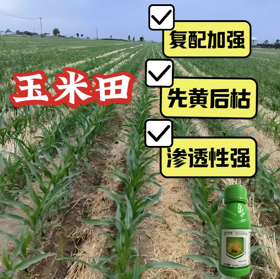 玉米苗3一9叶全喷雾1单5瓶5亩