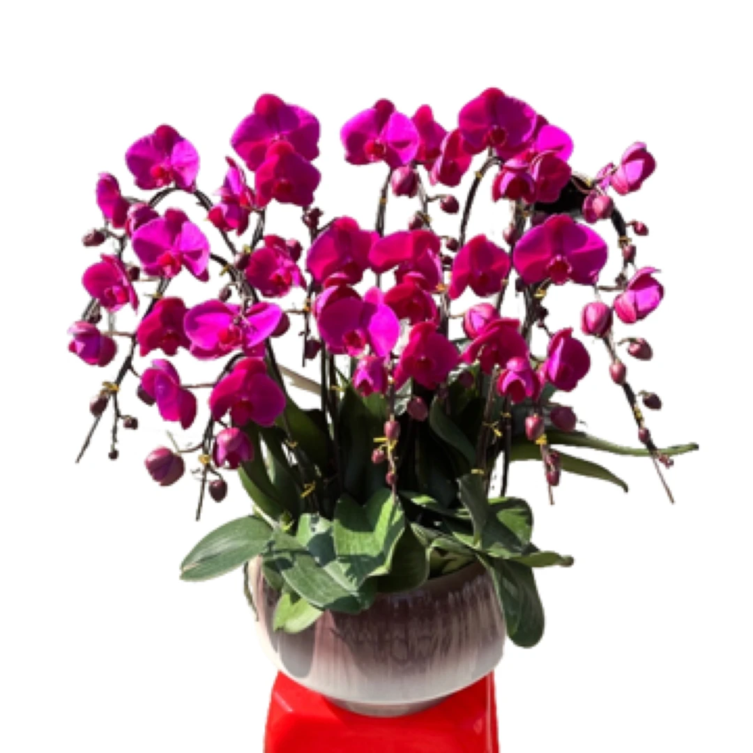 本地蝴蝶兰盆栽直播同城送货上门直播链接1