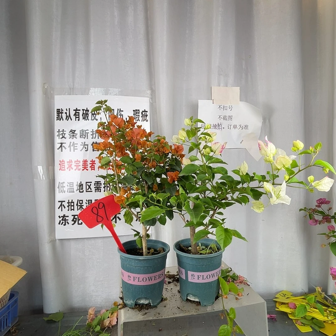 当前无花栽培后可以开花89福利，随机发一颗