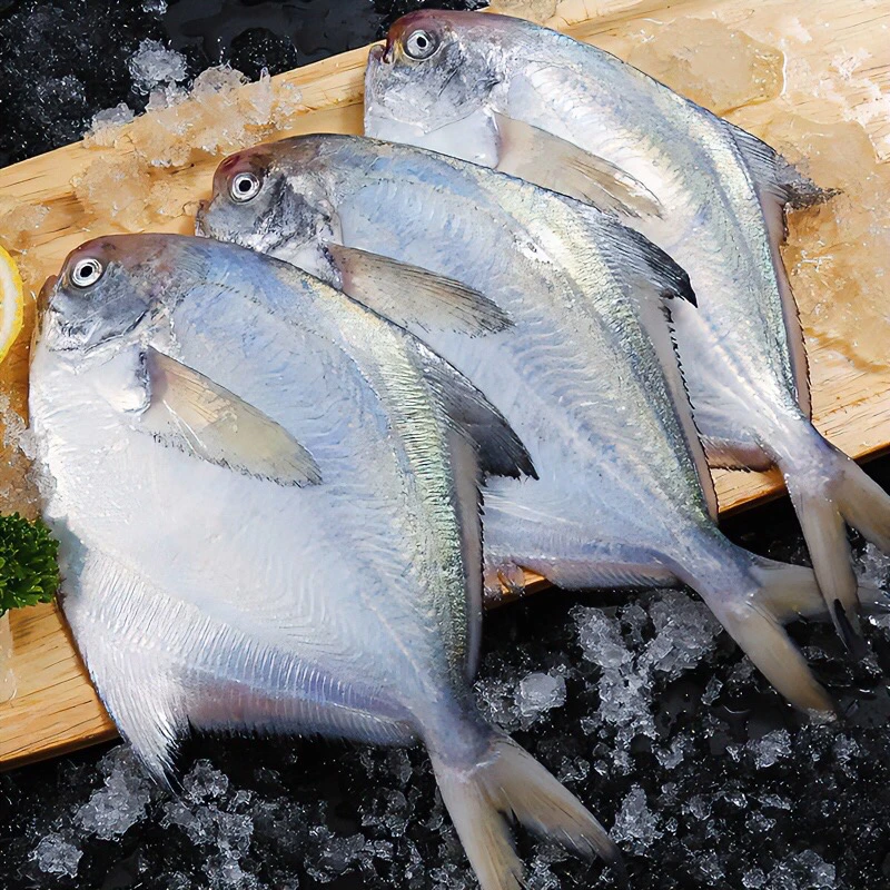 当季新鲜海捕银鲳鱼白鲳鱼急冻锁鲜3斤加1斤到手4斤(5条/斤)