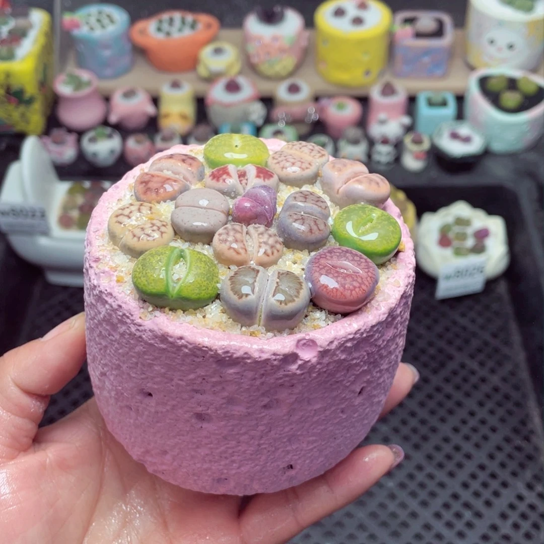 w8027 带盆土发货 -零下地区拍保温箱