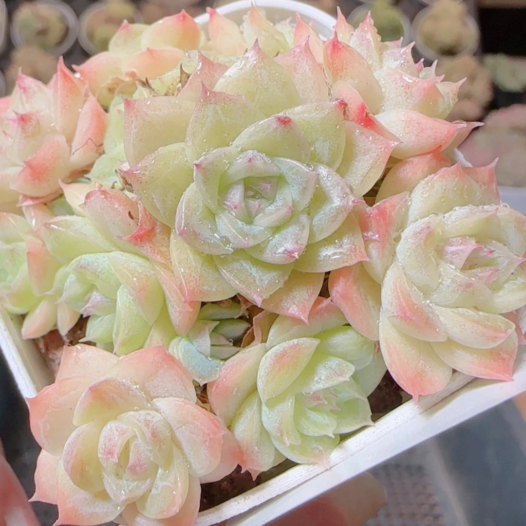 花语逸镜1117-45散