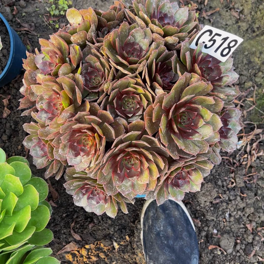 千面男爵26///16包邮