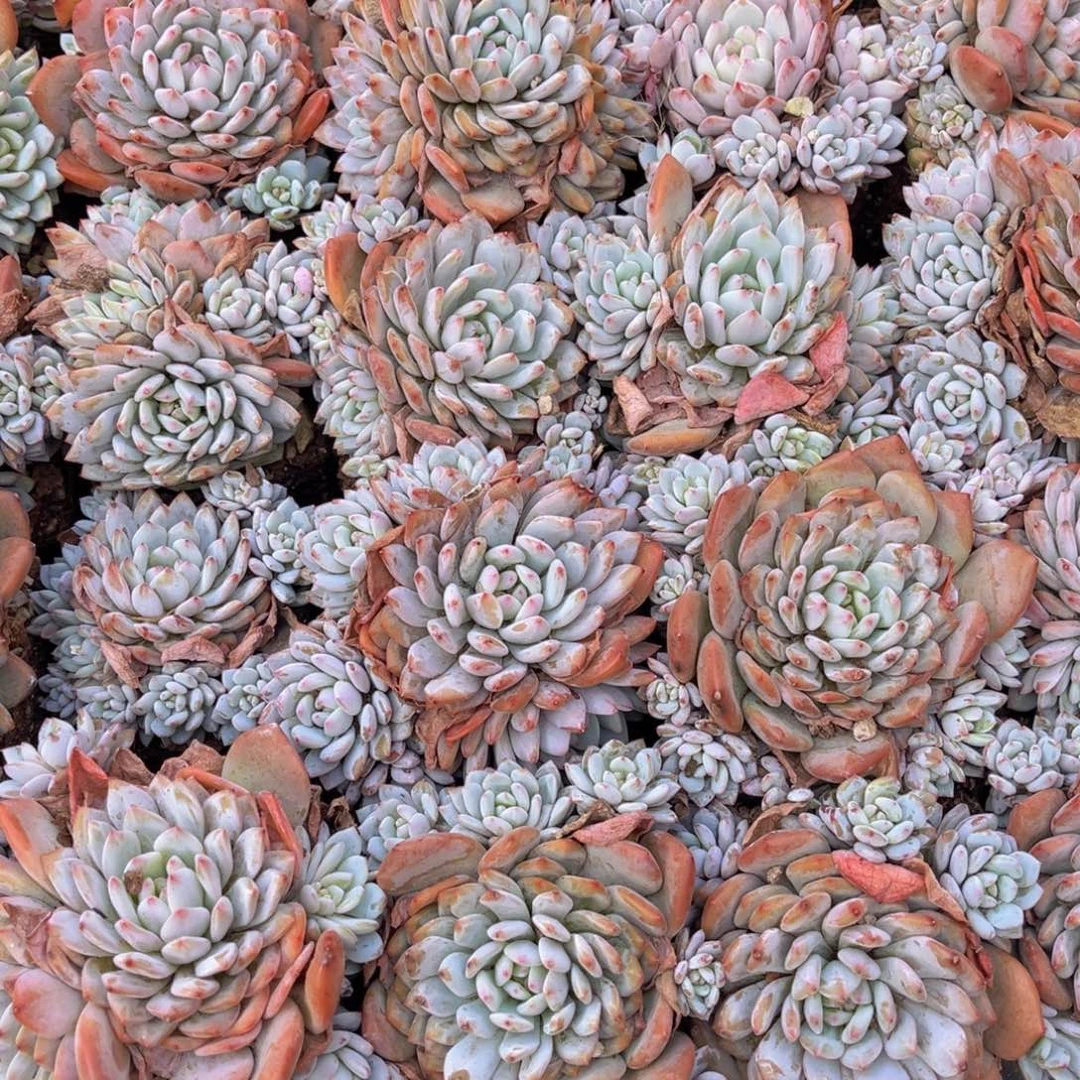 星星橙手捧官服10