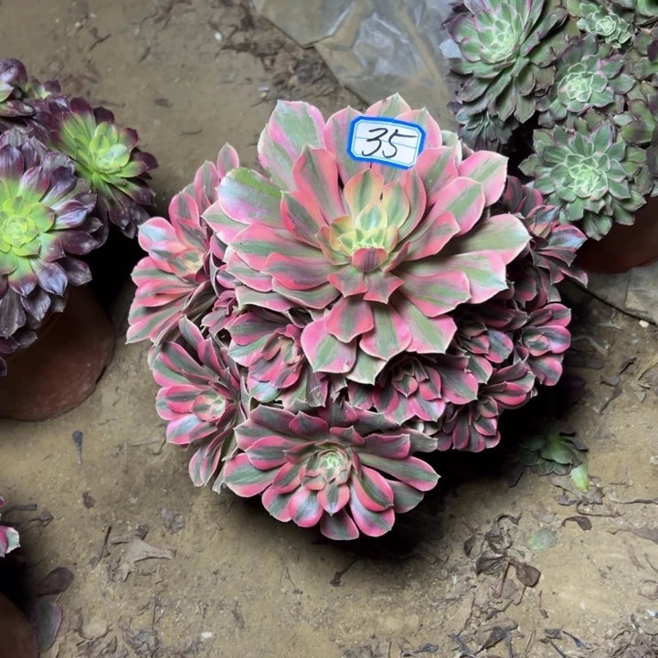 多肉植物粉女妖法师35