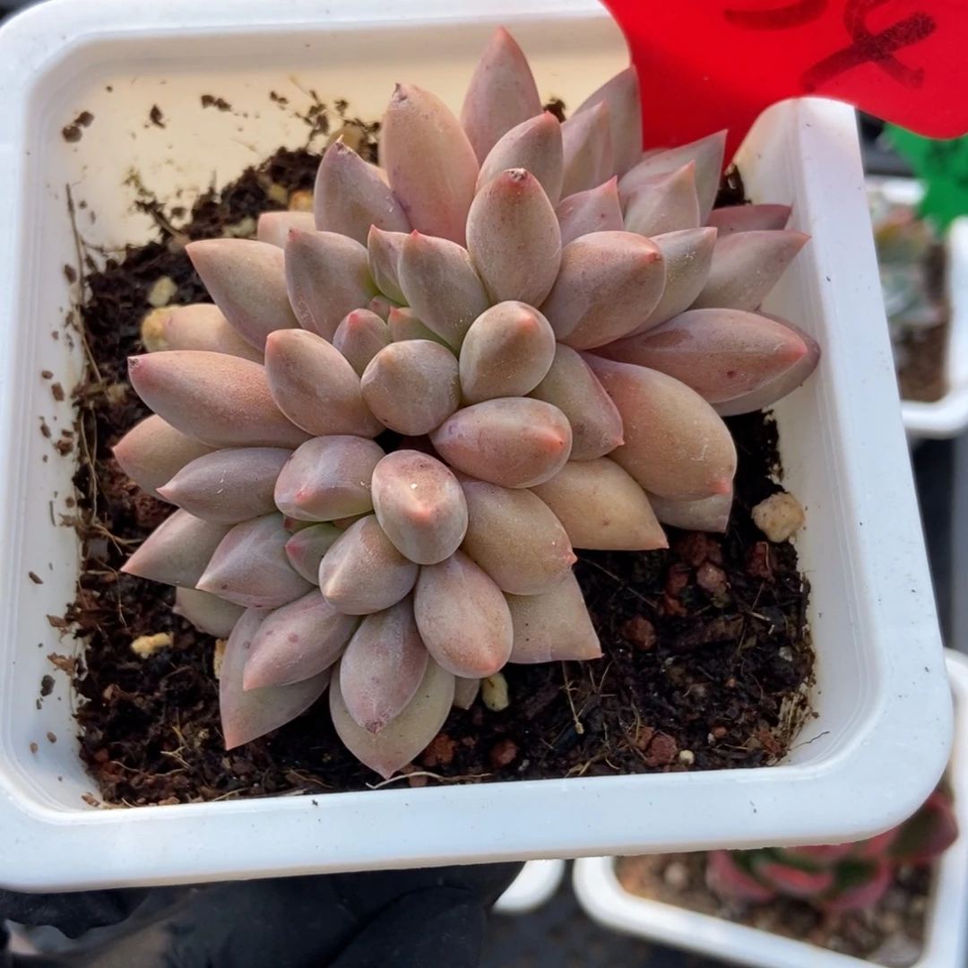 1734水晶球多肉植物