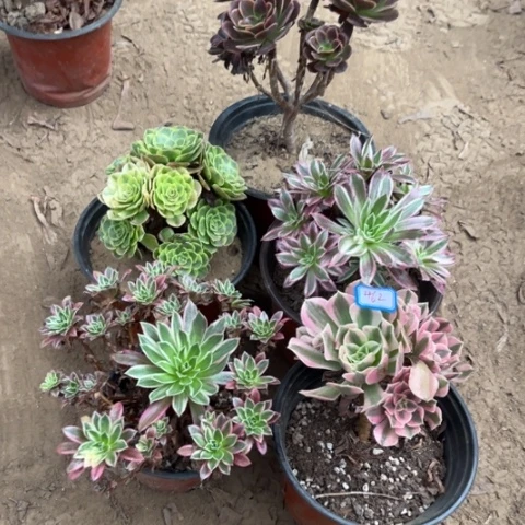 462多肉植物组合，