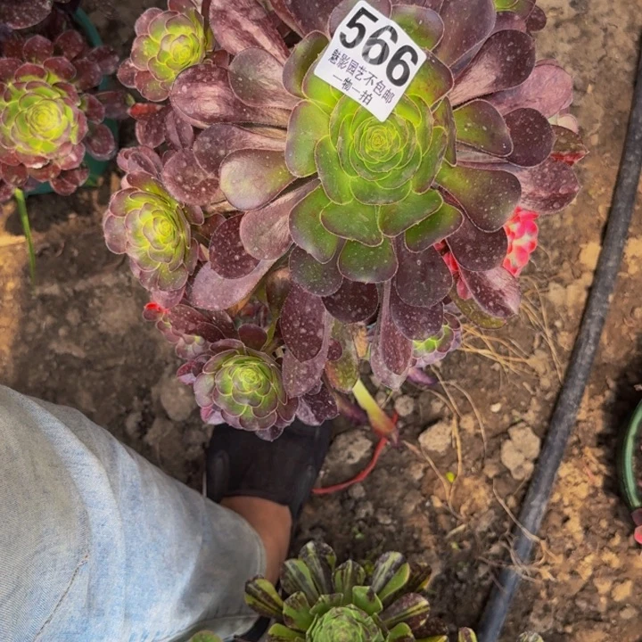 花蝴蝶花30-37包邮花花