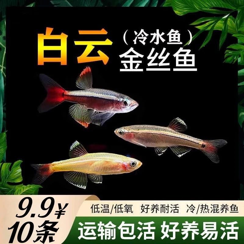 白云金丝鱼好养易活耐活小型冷淡水观赏鱼不打氧可养耐寒原生鱼苗