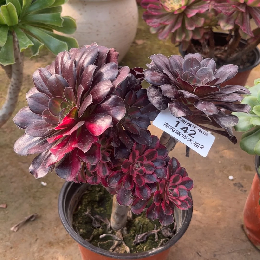 142丽娜阴阳多肉植物法师