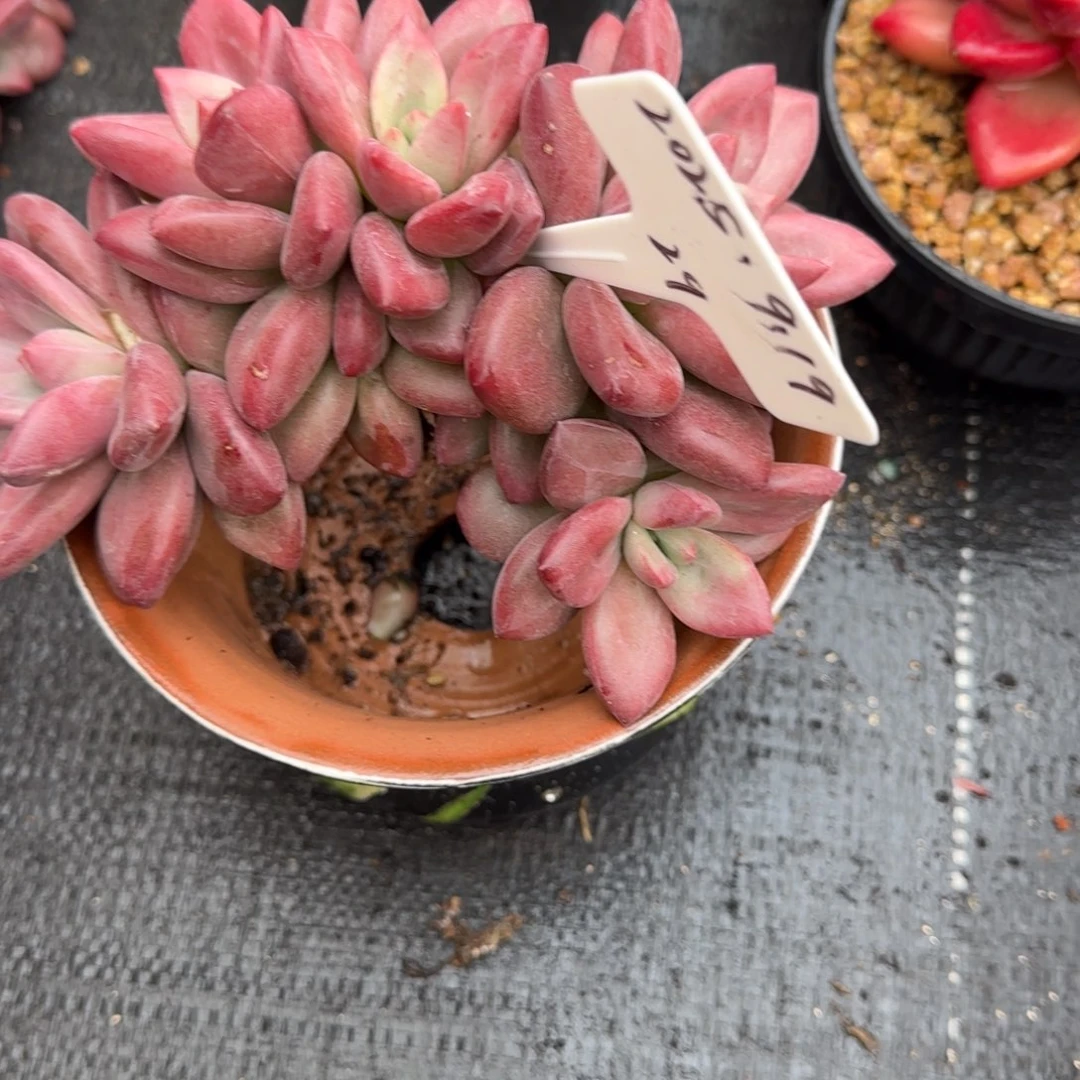 一物一拍赫菲斯托群29