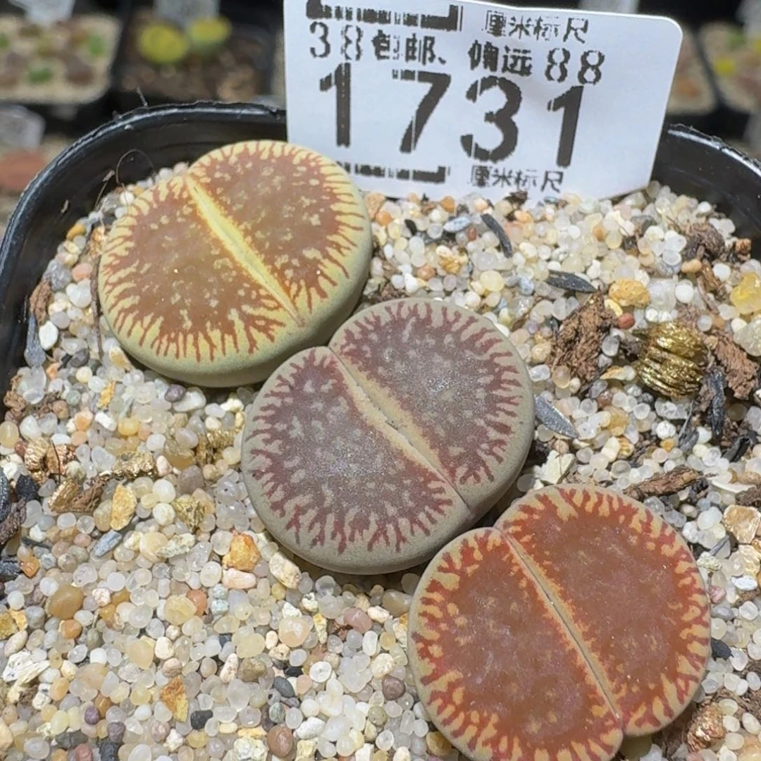 Ssss精品生石花1731