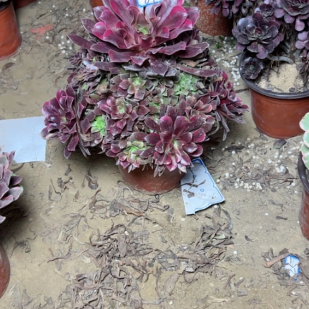 【闪购商品】丽莎89