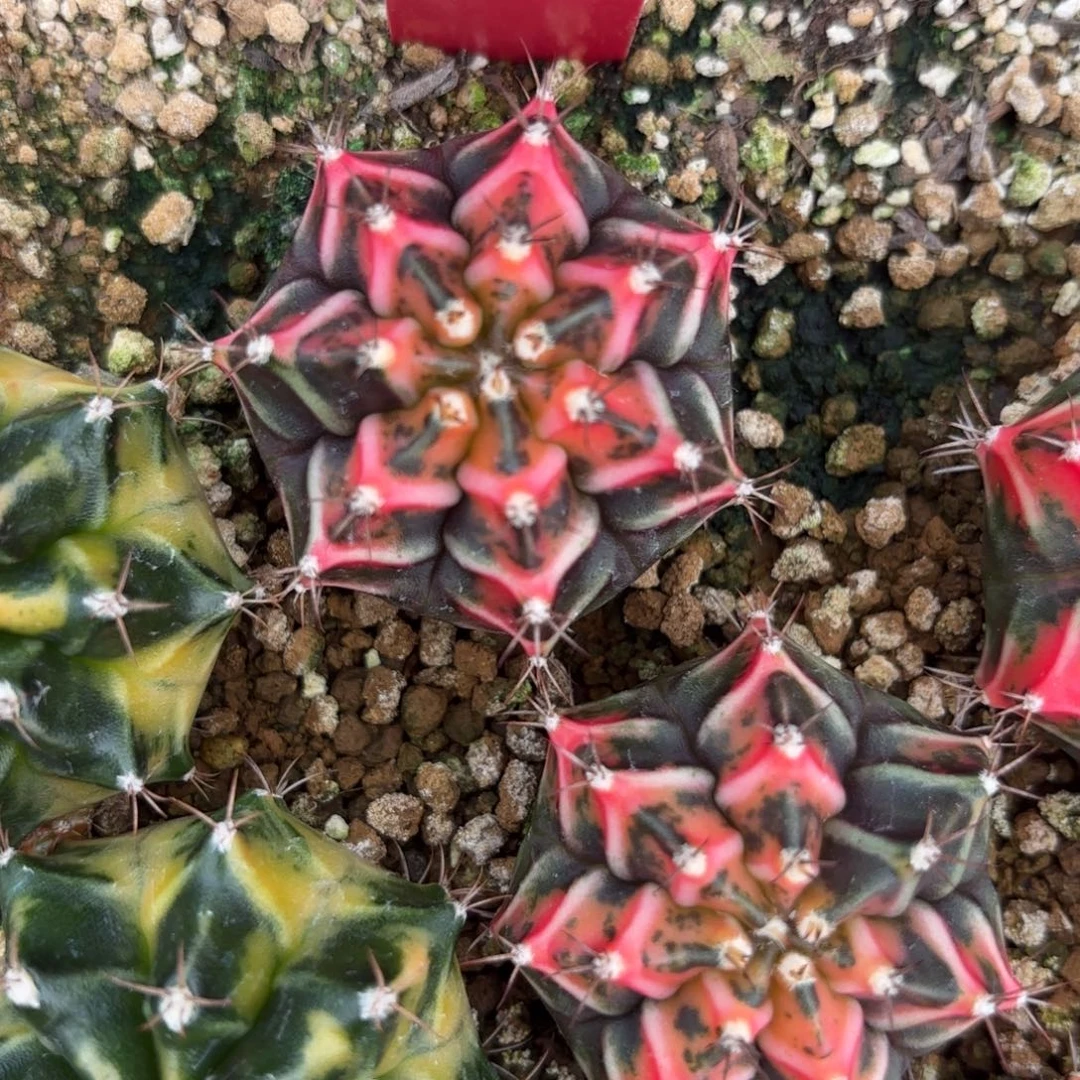 186-1214泰国发货多肉