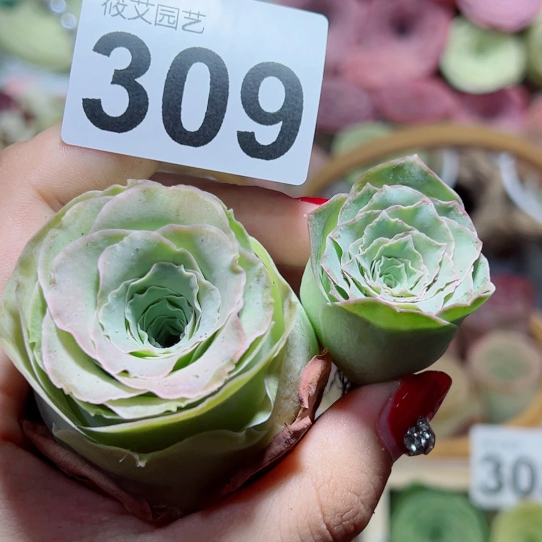 可****309蕾丝两颗。