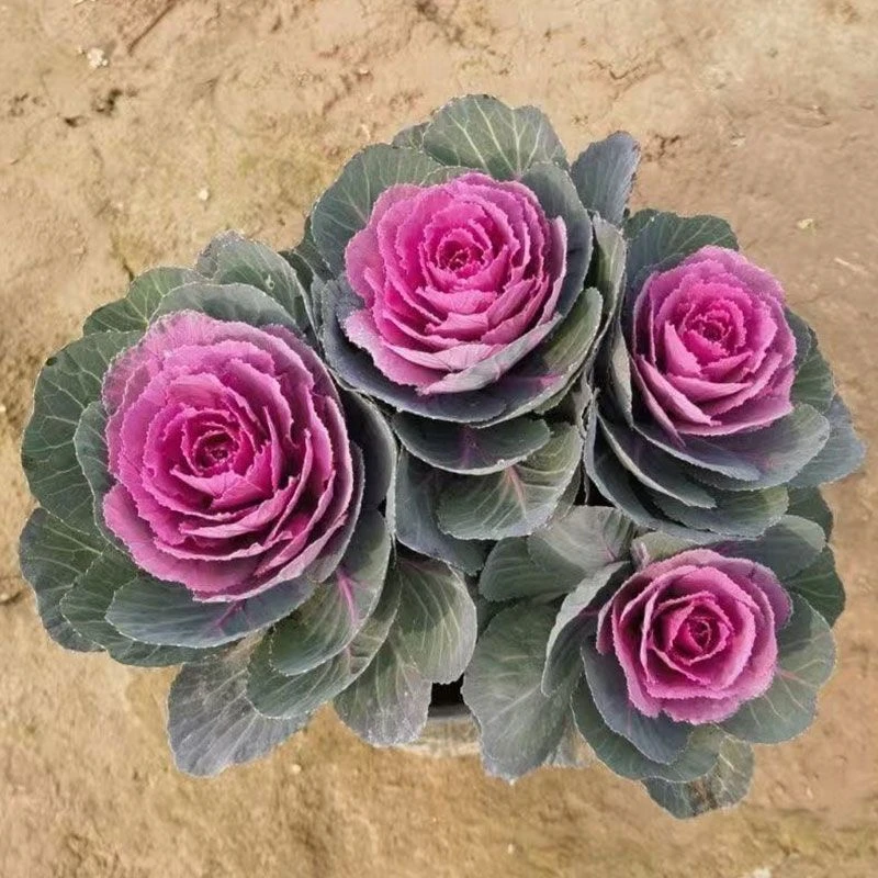 多头羽衣甘蓝盆栽庭院阳台花卉耐寒耐热耐晒易养好活多年生