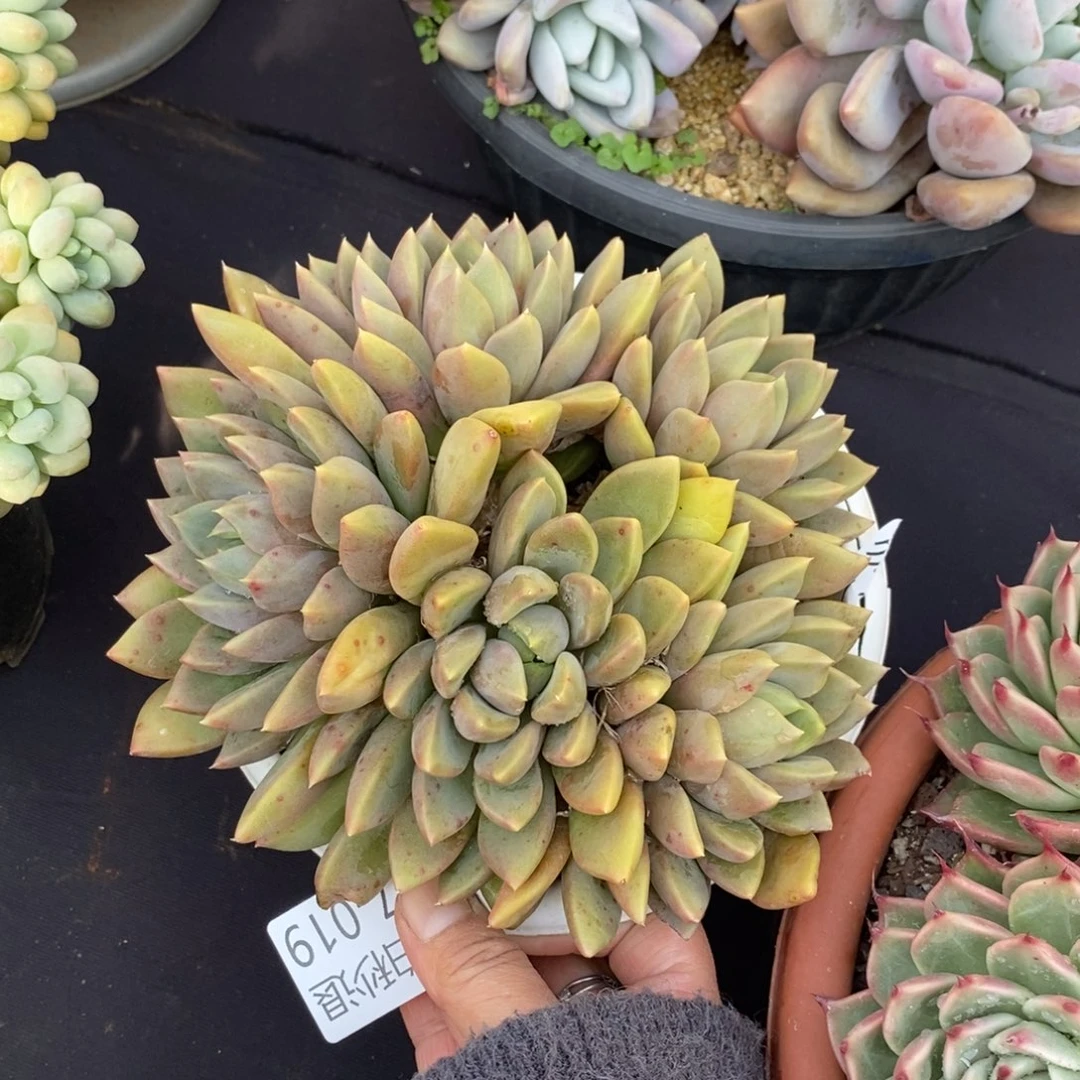 两单包邮1207-19象牙