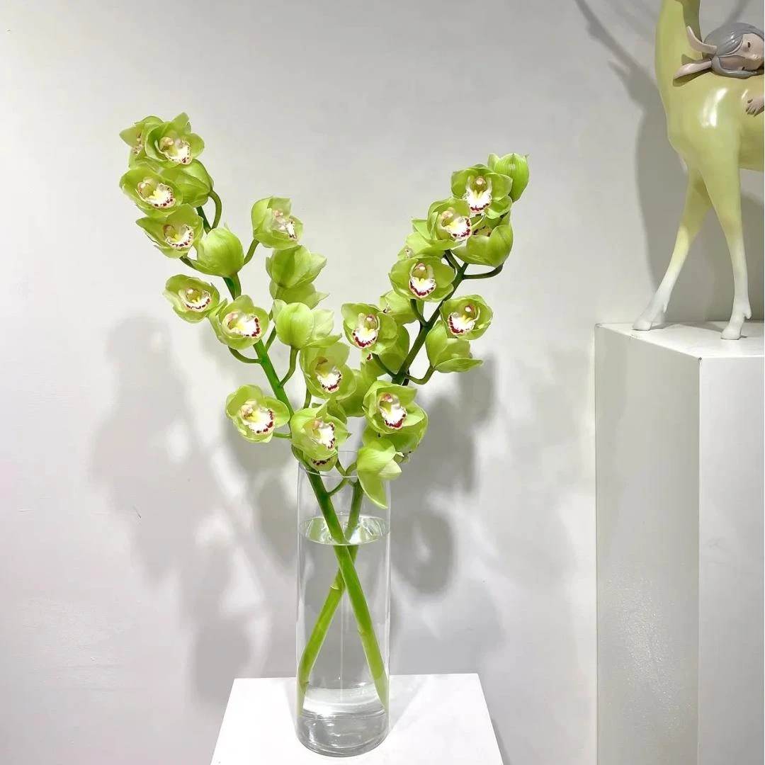 【AB级年宵花大花蕙兰】云南昆明斗南鲜花直发满2单顺丰京东包邮