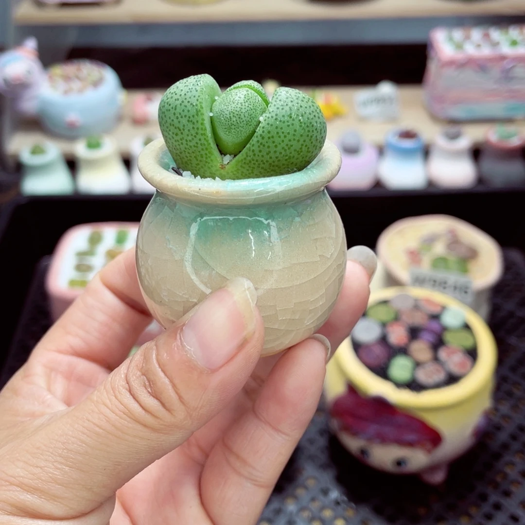w9854 带盆土发货一物一拍