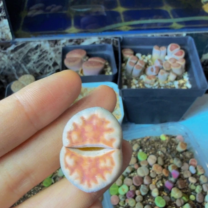 *️****多肉葡萄的季节性140