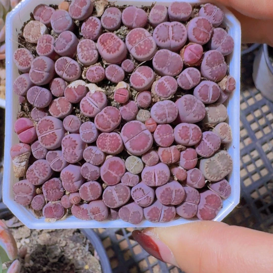 生石花拼盘一物一拍