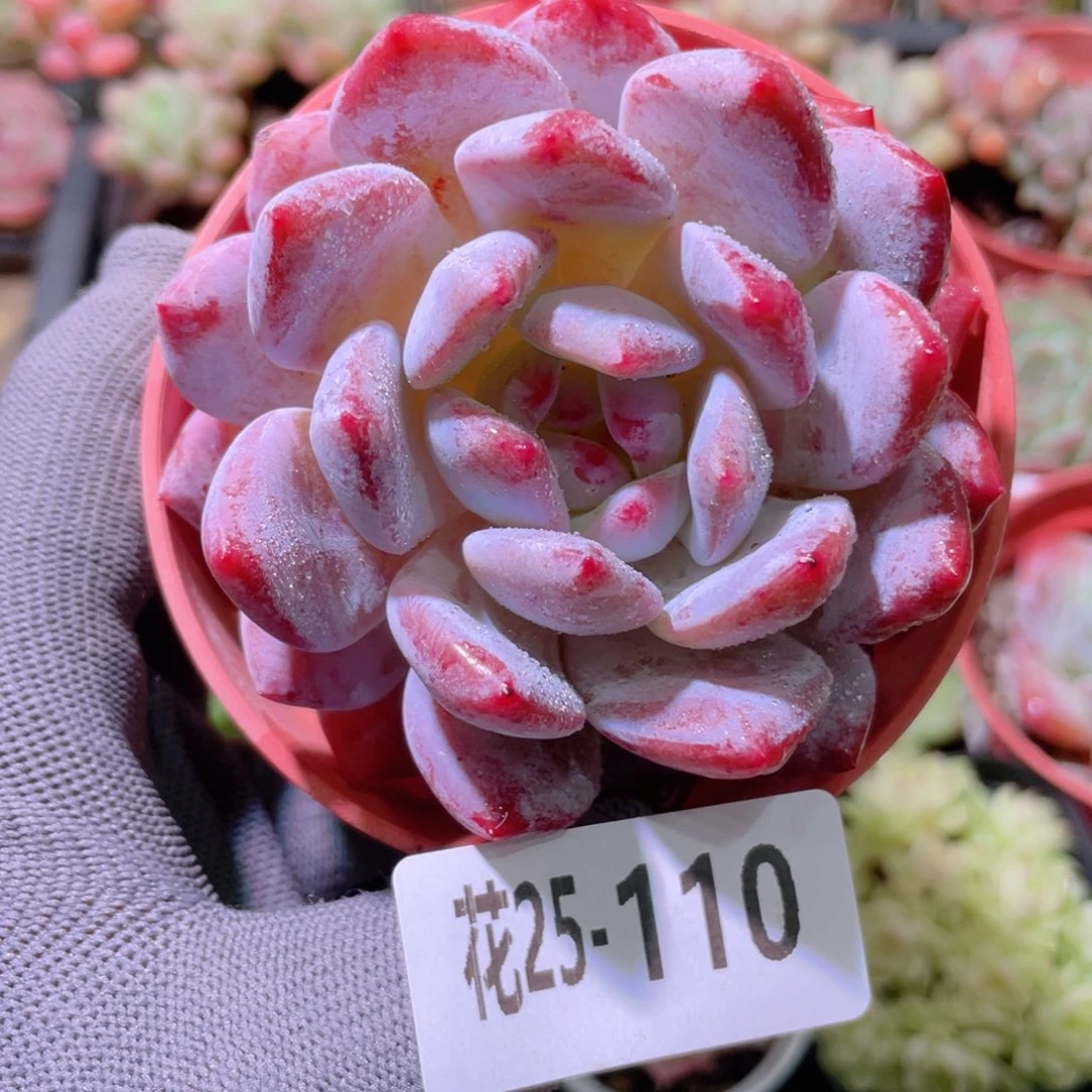 花利美25-110橙梦露